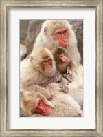 Framed Japan, Nagano, Jigokudani, Snow Monkey Family