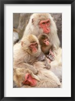 Framed Japan, Nagano, Jigokudani, Snow Monkey Family