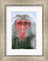 Framed Snow Monkey, Japanese Macaque, Nagano, Japan