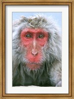 Framed Snow Monkey, Japanese Macaque, Nagano, Japan