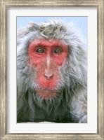 Framed Snow Monkey, Japanese Macaque, Nagano, Japan