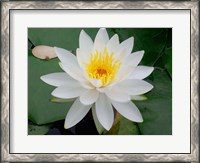 Framed Flower in Bloom, Kyoto, Japan