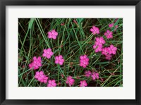 Framed Nadeshiko (Wild Pinks), Daisetsuzan NP, Hokkaido, Japan