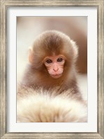 Framed Japan, Nagano, Jigokudani, Snow Monkey Baby