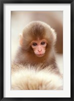 Framed Japan, Nagano, Jigokudani, Snow Monkey Baby