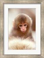 Framed Japan, Nagano, Jigokudani, Snow Monkey Baby