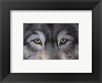 Framed Eyes of the Wolf