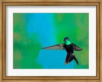 Framed Magnificent hummingbird in flight, Arizona, USA