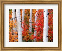 Framed Aspens and Maples