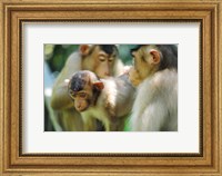 Framed Southern Pig-Tailed Macaque, Sepilok, Borneo, Malaysia