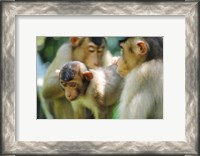 Framed Southern Pig-Tailed Macaque, Sepilok, Borneo, Malaysia