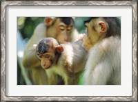 Framed Southern Pig-Tailed Macaque, Sepilok, Borneo, Malaysia
