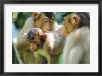 Framed Southern Pig-Tailed Macaque, Sepilok, Borneo, Malaysia