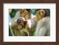 Framed Southern Pig-Tailed Macaque, Sepilok, Borneo, Malaysia