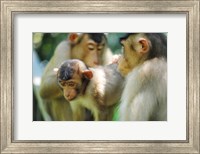 Framed Southern Pig-Tailed Macaque, Sepilok, Borneo, Malaysia