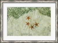 Framed Four Knobby Sea Stars and Small Fish, Kapalai, Malaysia