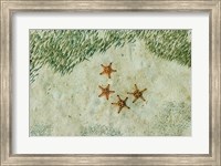 Framed Four Knobby Sea Stars and Small Fish, Kapalai, Malaysia