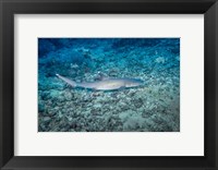 Framed WhiteTip Reef Shark, Malaysia