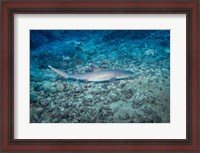 Framed WhiteTip Reef Shark, Malaysia