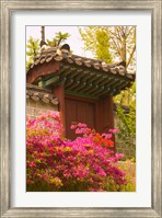 Framed Azaleas, The Deoksugung Palace Complex, Seoul, South Korea