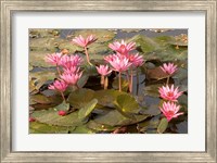 Framed Pink Lotus Flower in the Morning Light, Thailand