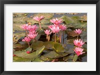 Framed Pink Lotus Flower in the Morning Light, Thailand