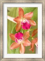 Framed Orchid Blooms in the Spring, Thailand
