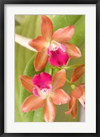 Framed Orchid Blooms in the Spring, Thailand