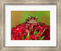 Framed Borneo Cinnamon Tree Frog on red flowers