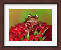 Framed Borneo Cinnamon Tree Frog on red flowers
