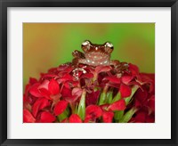 Framed Borneo Cinnamon Tree Frog on red flowers