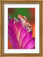 Framed Borneo Close-up of Cinnamon Tree Frog