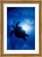 Framed Sea Turtle Underwater, Sipadan Island South Point, Malaysia