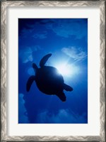 Framed Sea Turtle Underwater, Sipadan Island South Point, Malaysia
