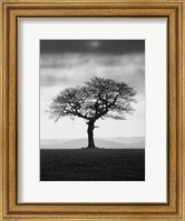 Framed Without Leaves