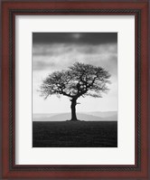 Framed Without Leaves