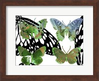 Framed Layered Butterflies V