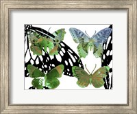 Framed Layered Butterflies V