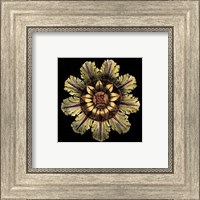 Framed Rosette on Black IV