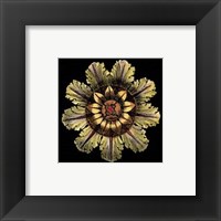 Framed Rosette on Black IV