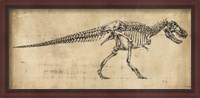 Framed Tyrannosaurus Rex Study