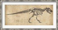 Framed Tyrannosaurus Rex Study