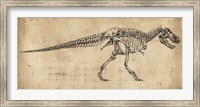 Framed Tyrannosaurus Rex Study