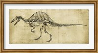 Framed Spinosaurus Study