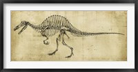 Spinosaurus Study Framed Print