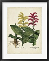 Framed Besler Florilegium II