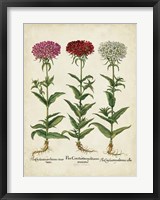 Framed Besler Florilegium IV