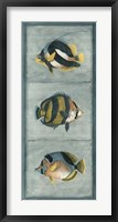 Tropical Fish Trio II Framed Print