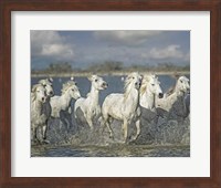 Framed White Horses of the Camargue