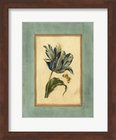 Framed Crackled Spa Blue Tulip II